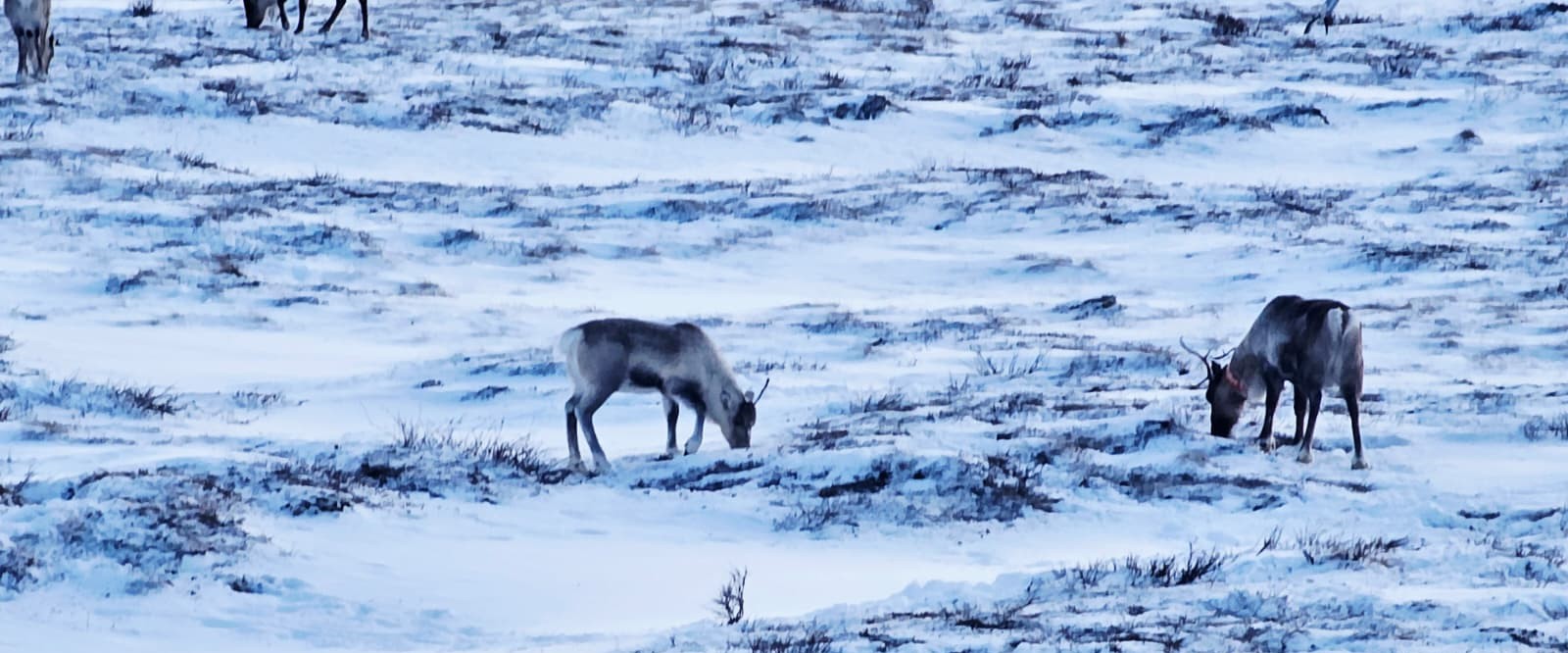 Björkliden alpine scenery near Abisko