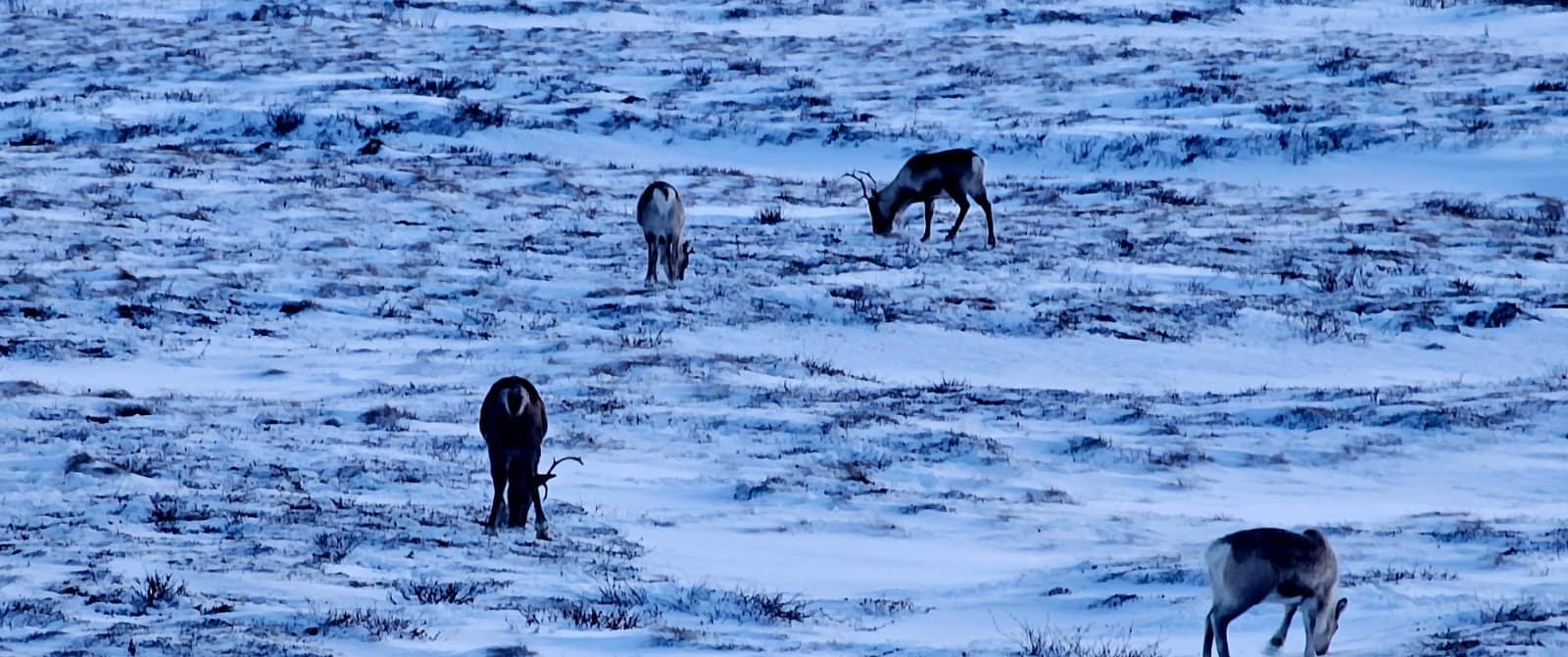 Arctic wilderness and tundra landscapes