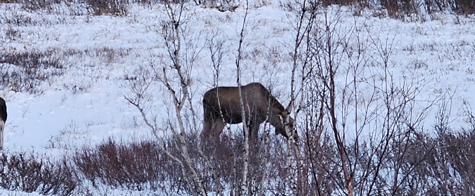 Abisko region forests and nature