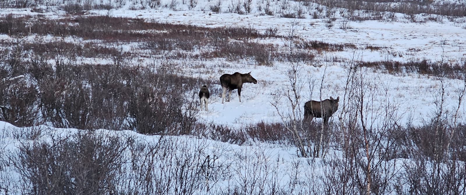 Panoramic view of Abisko National Park